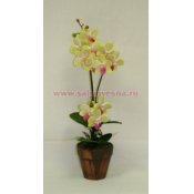 Орхидея в горшке СОВ39 35см