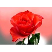 Роза 80 руб