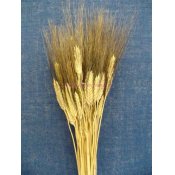 Тритикум (пшеница)