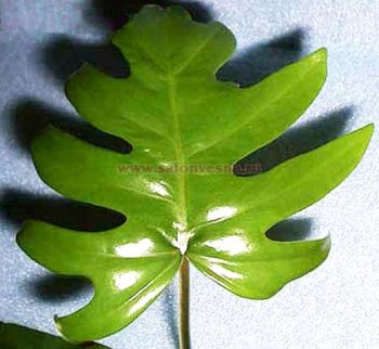 Филодендрон (лист)